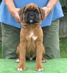 Lennox