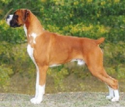 Ch Glenmorne Red Hot Rumour