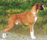 Ch 

Glenmorne Red Hot Rumour