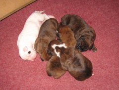 Emma's pups 1 week old(June 2007)