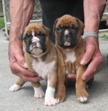 Obi's puppies 4 weeks old Jaimee & Hayley