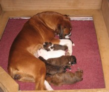 Emma & pups 8 days June 2007