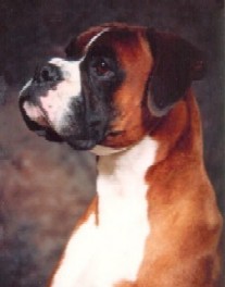 Ch Glenmorne Rebel Rouser