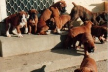 Sire Ch Phoenix Starbuck