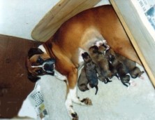 Ch Glenmorne Steela Heart - Sophie's 1st liter
