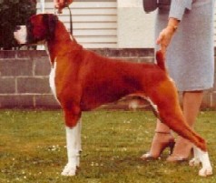 NZ Ch Phoenix Starbuck (imp Aust)
