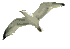 Bird.gif (1572 bytes)