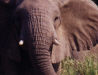 How would you like to get this close to an elephant?