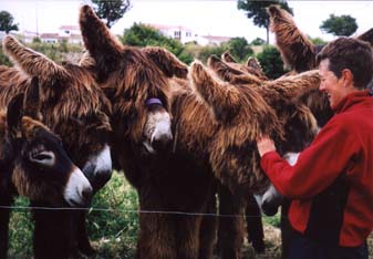 Wookie-like donkeys on Ile de Re