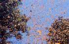 The amazing Monarch Butterflies at El Rosario