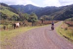 There are plenty of inquisitive cows in New Zealand