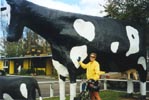 New Zealand is not just about sheep! 