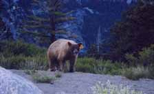 Bear 47 casually heads toward our Italian sausages.