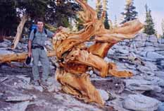 Cedar and foxtail pine forest above Death Canyon