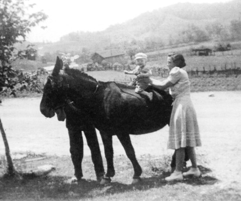 Glenn Chesnut on the back of a large draft mule