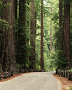 Redwood Trees photo