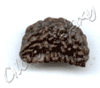 One Mukhi Rudraksh
