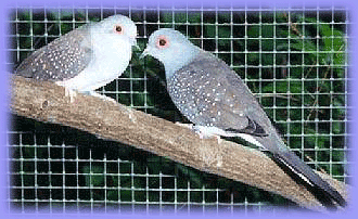 Gl Plus Bird Farm Perkutut Unggulan