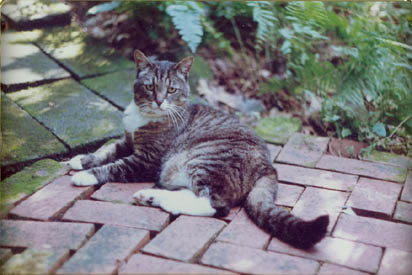 Little Cat