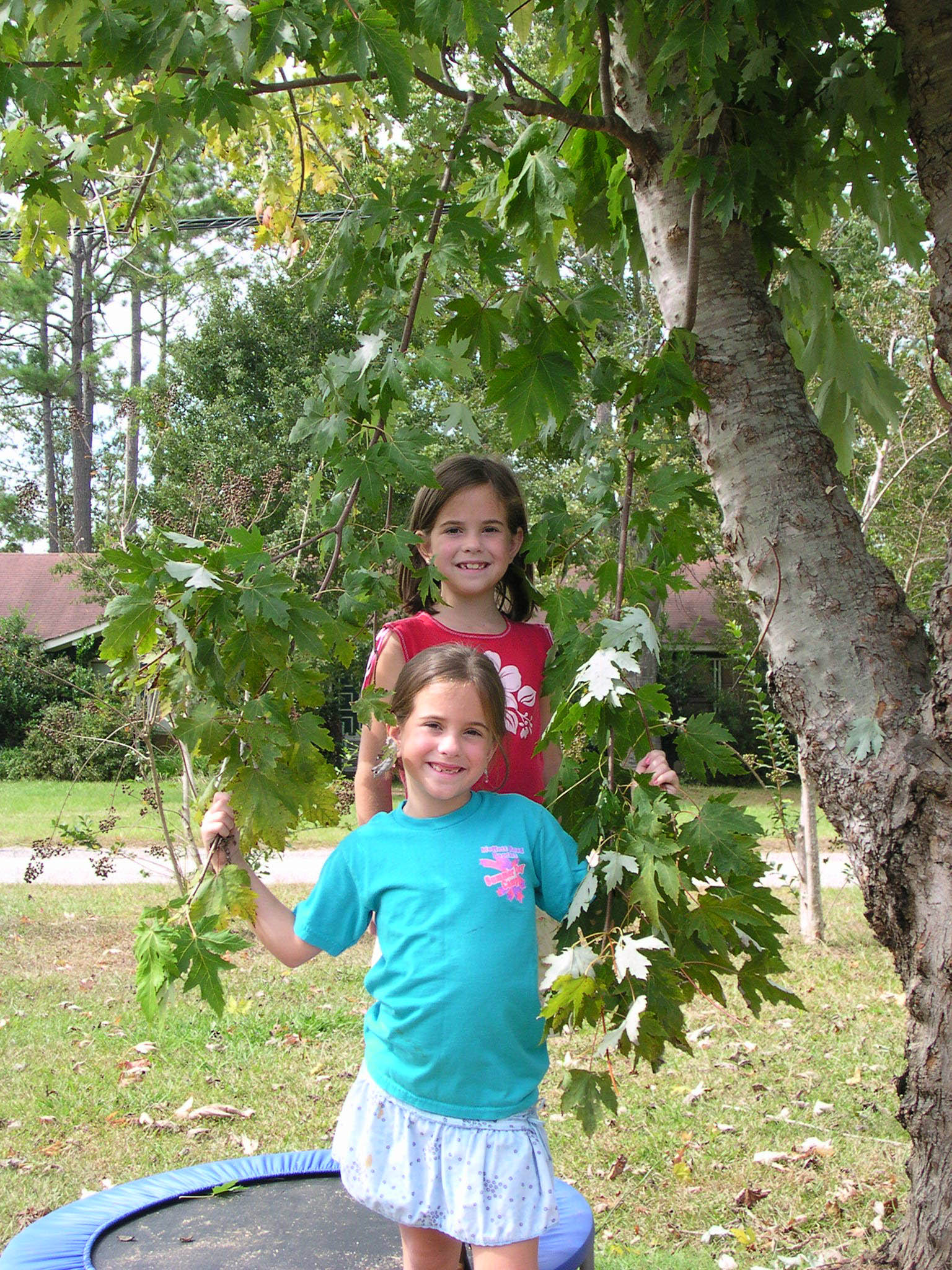 Under Tree