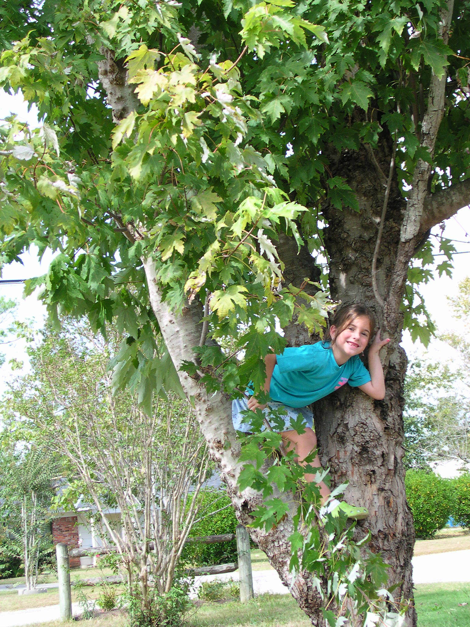 Cat in Tree