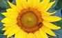 Buzy Bee On Sunflower