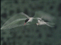 Tern.. hovering
