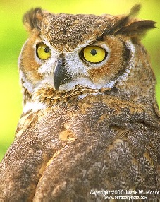 Grreat-HornedOwl ! 