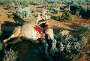 Bull_camel_Dec_2000_300.jpg (32861 bytes)