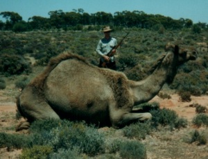 Bull_camel_lake_Dec_2000z_300.jpg (28581 bytes)