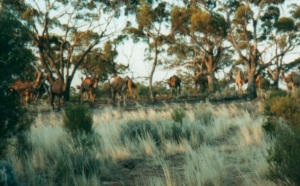Camel_herd_z_300.jpg (28406 bytes)