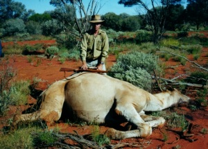 big_bull_camel_300.jpg (34627 bytes)