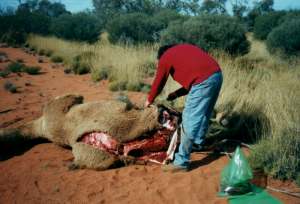 butchering2_300.jpg (11196 bytes)