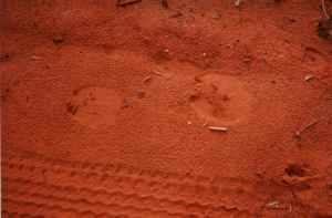 camel_tracks_lake_300.JPG (5386 bytes)