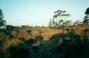 king_300.JPG (5487 bytes)