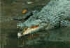 croc1.JPG (28099 bytes)