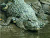 croc4.JPG (25061 bytes)