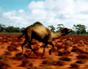 camel09_s.jpg (15426 bytes)
