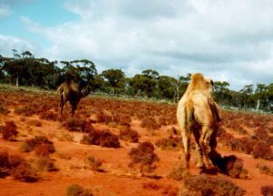 camel10_s.jpg (15218 bytes)