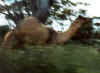 camel03_s.jpg (13428 bytes)