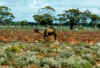 camel05_s.jpg (16389 bytes)