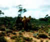 camel13_s.jpg (15314 bytes)