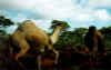 camel14_s.jpg (10975 bytes)