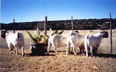 Goats Love = Brown Love