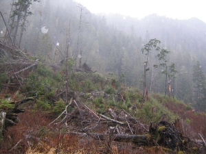 Rainforest around Port Edwards