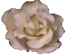 flower.gif (6004 bytes)