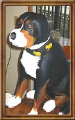 Swiss Mountain Dog