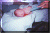 parto03.gif (263608 bytes)