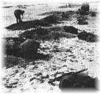 El 19 de octubre de 1941, en los alrededores de mosku, los civiles cavan trincheras.