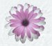 daisy button